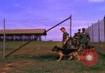 Image of K-9 sentry dogs Phu Cat Air Base Vietnam, 1969, second 58 stock footage video 65675028491