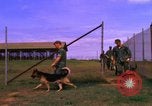 Image of K-9 sentry dogs Phu Cat Air Base Vietnam, 1969, second 59 stock footage video 65675028491