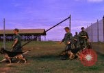 Image of K-9 sentry dogs Phu Cat Air Base Vietnam, 1969, second 60 stock footage video 65675028491