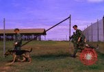 Image of K-9 sentry dogs Phu Cat Air Base Vietnam, 1969, second 62 stock footage video 65675028491