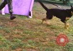 Image of K-9 sentry dogs Phu Cat Air Base Vietnam, 1969, second 20 stock footage video 65675028493