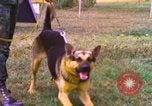 Image of K-9 sentry dogs Phu Cat Air Base Vietnam, 1969, second 33 stock footage video 65675028493