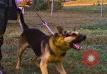Image of K-9 sentry dogs Phu Cat Air Base Vietnam, 1969, second 35 stock footage video 65675028493