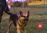 Image of K-9 sentry dogs Phu Cat Air Base Vietnam, 1969, second 40 stock footage video 65675028493