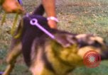 Image of K-9 sentry dogs Phu Cat Air Base Vietnam, 1969, second 43 stock footage video 65675028493