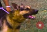 Image of K-9 sentry dogs Phu Cat Air Base Vietnam, 1969, second 44 stock footage video 65675028493