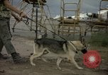 Immagine di Cani sentinella Tan Son Nhut Air Force Base Vietnam, 1965, secondo 44 filmato di repertorio 65675028499