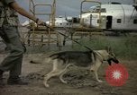 Immagine di Cani sentinella Tan Son Nhut Air Force Base Vietnam, 1965, secondo 45 filmato di repertorio 65675028499