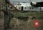 Immagine di Cani sentinella Tan Son Nhut Air Force Base Vietnam, 1965, secondo 46 filmato di repertorio 65675028499