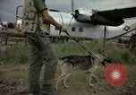Immagine di Cani sentinella Tan Son Nhut Air Force Base Vietnam, 1965, secondo 47 filmato di repertorio 65675028499