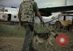 Immagine di Cani sentinella Tan Son Nhut Air Force Base Vietnam, 1965, secondo 48 filmato di repertorio 65675028499