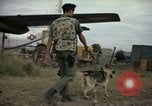 Immagine di Cani sentinella Tan Son Nhut Air Force Base Vietnam, 1965, secondo 50 filmato di repertorio 65675028499