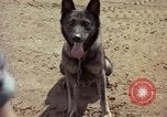 Standbild sentry Hunde Tan Son Nhut Air Force Base Vietnam, 1965, aus Sekunde 25 historischem Filmmaterial Videoclip 65675028500