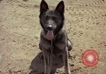 Standbild sentry Hunde Tan Son Nhut Air Force Base Vietnam, 1965, aus Sekunde 26 historischem Filmmaterial Videoclip 65675028500