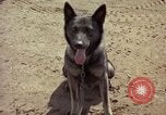 Standbild sentry Hunde Tan Son Nhut Air Force Base Vietnam, 1965, aus Sekunde 27 historischem Filmmaterial Videoclip 65675028500