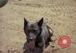 Standbild sentry Hunde Tan Son Nhut Air Force Base Vietnam, 1965, aus Sekunde 28 historischem Filmmaterial Videoclip 65675028500