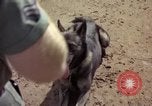 Standbild sentry Hunde Tan Son Nhut Air Force Base Vietnam, 1965, aus Sekunde 29 historischem Filmmaterial Videoclip 65675028500