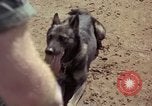 Standbild sentry Hunde Tan Son Nhut Air Force Base Vietnam, 1965, aus Sekunde 30 historischem Filmmaterial Videoclip 65675028500
