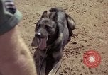 Standbild sentry Hunde Tan Son Nhut Air Force Base Vietnam, 1965, aus Sekunde 31 historischem Filmmaterial Videoclip 65675028500