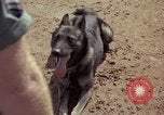 Standbild sentry Hunde Tan Son Nhut Air Force Base Vietnam, 1965, aus Sekunde 32 historischem Filmmaterial Videoclip 65675028500