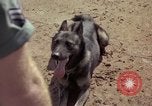Standbild sentry Hunde Tan Son Nhut Air Force Base Vietnam, 1965, aus Sekunde 33 historischem Filmmaterial Videoclip 65675028500