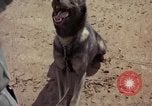 Standbild sentry Hunde Tan Son Nhut Air Force Base Vietnam, 1965, aus Sekunde 34 historischem Filmmaterial Videoclip 65675028500