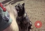 Standbild sentry Hunde Tan Son Nhut Air Force Base Vietnam, 1965, aus Sekunde 35 historischem Filmmaterial Videoclip 65675028500