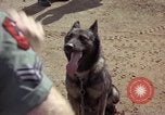 Standbild sentry Hunde Tan Son Nhut Air Force Base Vietnam, 1965, aus Sekunde 36 historischem Filmmaterial Videoclip 65675028500