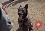 Standbild sentry Hunde Tan Son Nhut Air Force Base Vietnam, 1965, aus Sekunde 37 historischem Filmmaterial Videoclip 65675028500