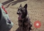 Standbild sentry Hunde Tan Son Nhut Air Force Base Vietnam, 1965, aus Sekunde 38 historischem Filmmaterial Videoclip 65675028500