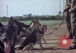 Standbild sentry Hunde Tan Son Nhut Air Force Base Vietnam, 1965, aus Sekunde 40 historischem Filmmaterial Videoclip 65675028500