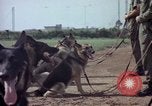 Standbild sentry Hunde Tan Son Nhut Air Force Base Vietnam, 1965, aus Sekunde 41 historischem Filmmaterial Videoclip 65675028500