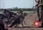 Standbild sentry Hunde Tan Son Nhut Air Force Base Vietnam, 1965, aus Sekunde 42 historischem Filmmaterial Videoclip 65675028500