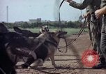 Standbild sentry Hunde Tan Son Nhut Air Force Base Vietnam, 1965, aus Sekunde 43 historischem Filmmaterial Videoclip 65675028500