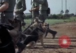 Standbild sentry Hunde Tan Son Nhut Air Force Base Vietnam, 1965, aus Sekunde 45 historischem Filmmaterial Videoclip 65675028500