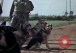 Standbild sentry Hunde Tan Son Nhut Air Force Base Vietnam, 1965, aus Sekunde 46 historischem Filmmaterial Videoclip 65675028500