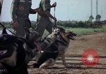 Standbild sentry Hunde Tan Son Nhut Air Force Base Vietnam, 1965, aus Sekunde 47 historischem Filmmaterial Videoclip 65675028500