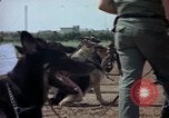 Standbild sentry Hunde Tan Son Nhut Air Force Base Vietnam, 1965, aus Sekunde 49 historischem Filmmaterial Videoclip 65675028500