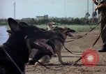 Standbild sentry Hunde Tan Son Nhut Air Force Base Vietnam, 1965, aus Sekunde 50 historischem Filmmaterial Videoclip 65675028500