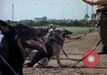 Standbild sentry Hunde Tan Son Nhut Air Force Base Vietnam, 1965, aus Sekunde 51 historischem Filmmaterial Videoclip 65675028500