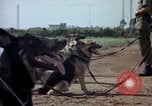 Standbild sentry Hunde Tan Son Nhut Air Force Base Vietnam, 1965, aus Sekunde 52 historischem Filmmaterial Videoclip 65675028500