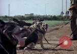 Standbild sentry Hunde Tan Son Nhut Air Force Base Vietnam, 1965, aus Sekunde 53 historischem Filmmaterial Videoclip 65675028500