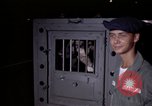 Standbild sentry Hunde Tan Son Nhut Air Force Base Vietnam, 1965, aus Sekunde 61 historischem Filmmaterial Videoclip 65675028501