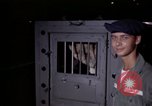 Standbild sentry Hunde Tan Son Nhut Air Force Base Vietnam, 1965, aus Sekunde 62 historischem Filmmaterial Videoclip 65675028501