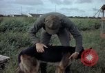 Standbild sentry Hund geprüft Tan Son Nhut Air Force Base Vietnam, 1965, aus Sekunde 6 historischem Filmmaterial Videoclip 65675028502