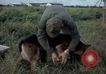 Standbild sentry Hund geprüft Tan Son Nhut Air Force Base Vietnam, 1965, aus Sekunde 8 historischem Filmmaterial Videoclip 65675028502
