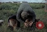 Standbild sentry Hund geprüft Tan Son Nhut Air Force Base Vietnam, 1965, aus Sekunde 12 historischem Filmmaterial Videoclip 65675028502