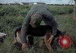 Standbild sentry Hund geprüft Tan Son Nhut Air Force Base Vietnam, 1965, aus Sekunde 14 historischem Filmmaterial Videoclip 65675028502