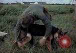 Standbild sentry Hund geprüft Tan Son Nhut Air Force Base Vietnam, 1965, aus Sekunde 15 historischem Filmmaterial Videoclip 65675028502