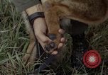 Standbild sentry Hund geprüft Tan Son Nhut Air Force Base Vietnam, 1965, aus Sekunde 19 historischem Filmmaterial Videoclip 65675028502